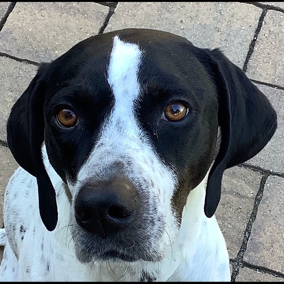 Meet your Posher, Mike - Picture 1 of 1